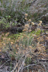 Lysinema pentapetalum