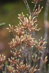 Lysinema pentapetalum
