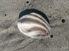 Megastraea undosa