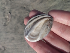 Megastraea undosa