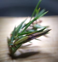 Oligotrophus juniperinus