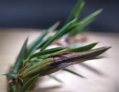 Oligotrophus juniperinus