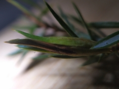 Oligotrophus juniperinus