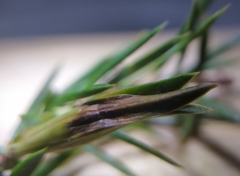 Oligotrophus juniperinus