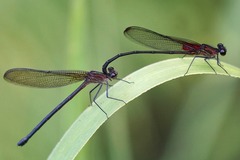Hetaerina cruentata