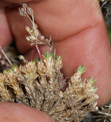 Draba densifolia