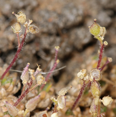 Draba densifolia