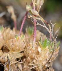 Draba densifolia