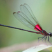 Highland Rubyspot - Photo (c) Cameron Eckert, some rights reserved (CC BY-NC), uploaded by Cameron Eckert