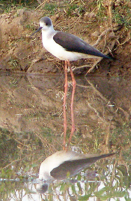 Black-winged Stilt