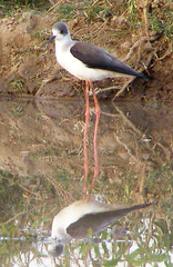 Himantopus himantopus