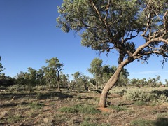 Eucalyptus coolabah