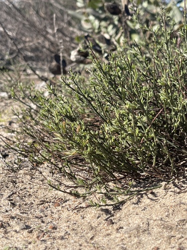 Bisbee Peak Rush-rose foliage