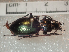Carabus abbreviatus