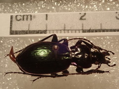 Carabus abbreviatus