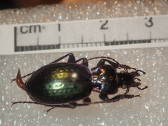 Carabus abbreviatus