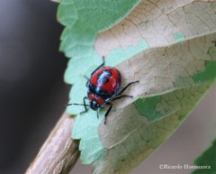 Brontocoris nigrolimbatus