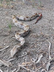 Boa constrictor constrictor