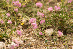 Gomphrena pulchella