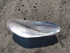 Modiolinae