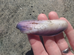 Modiolinae