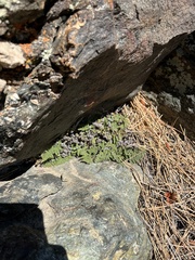 Myriopteris covillei