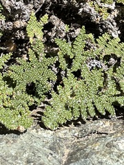 Myriopteris covillei