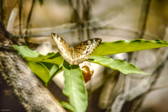 Tanaecia pelea