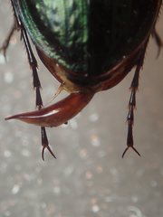 Carabus abbreviatus