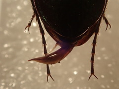 Carabus abbreviatus