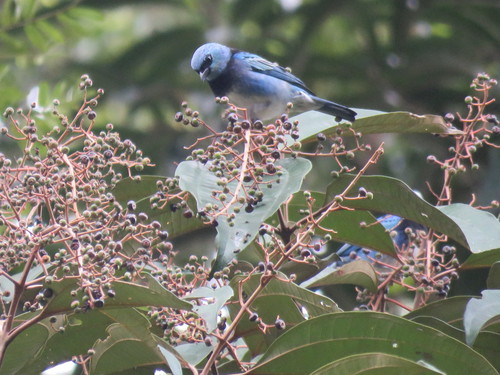 Masked Tanager (Stilpnia nigrocincta), photo 7