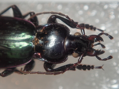 Carabus abbreviatus