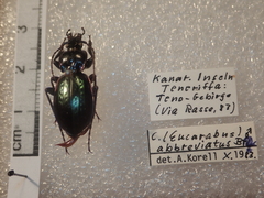 Carabus abbreviatus