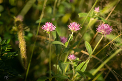 Gomphrena pulchella