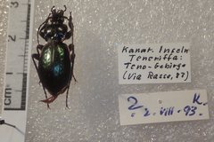 Carabus abbreviatus