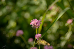 Gomphrena pulchella