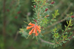 Lambertia inermis inermis
