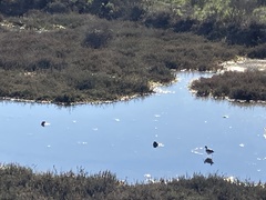 Recurvirostra americana