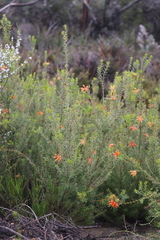 Lambertia inermis inermis