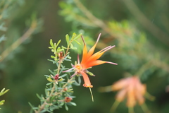 Lambertia inermis inermis