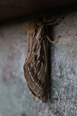 Callipielus arenosus