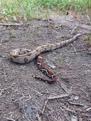 Boa constrictor constrictor