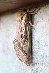 Callipielus arenosus