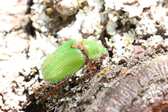 Brachysternus prasinus