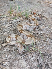 Boa constrictor constrictor