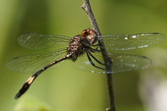 Brechmorhoga praecox