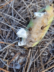 Dactylopius confusus