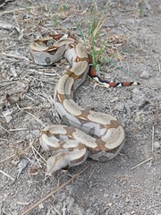 Boa constrictor constrictor