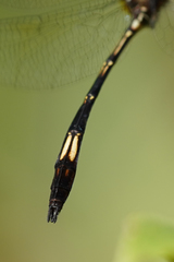 Brechmorhoga praecox