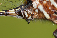 Brechmorhoga praecox